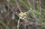 Gulf coast swallow-wort